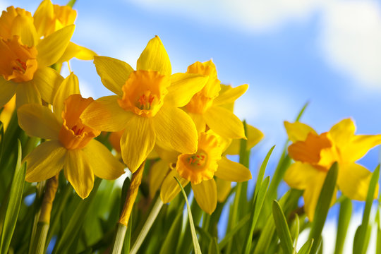 Spring meadow - daffodils