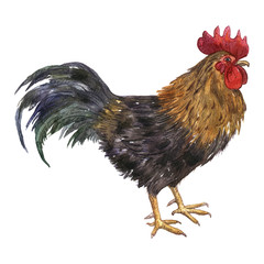 vector watercolor drawing cock