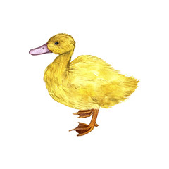 vector watercolor drawing duckling
