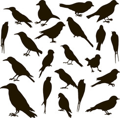 Obraz premium vector set of birds silhouettes