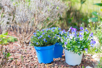 Springtime work in home garden, planting flowers