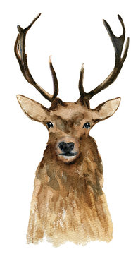 Deer. Watercolor drawing. Can be used for printing and design.
