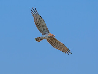 Short-toed eagle flying