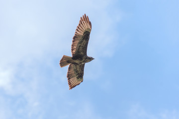 Common buzzard flying