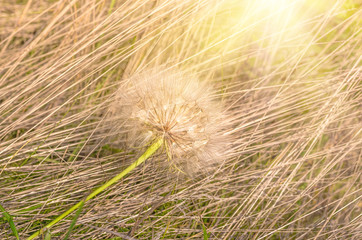 Dandelion in the grass