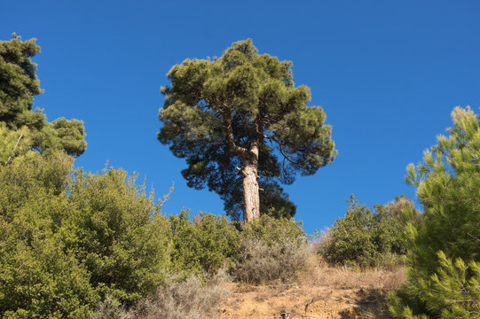 Fototapeta Pine tree