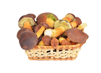 Boletus edulis mushroom in basket, DOF