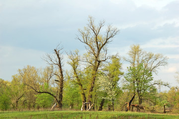 Tree, broken by lightning