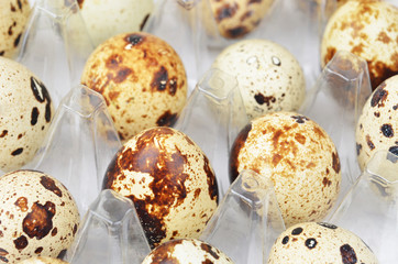 Obraz premium Quail eggs in plastic container