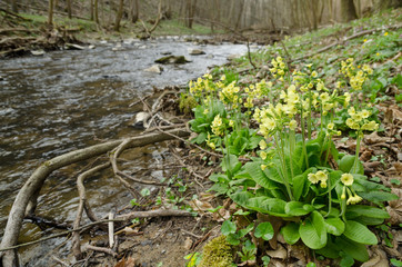 Wild flowering Primrose in the forest