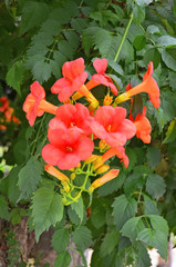 Red Campsis flower