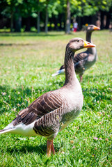 Two geese on the green grass