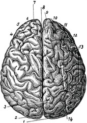 Vintage anatomical image human brain