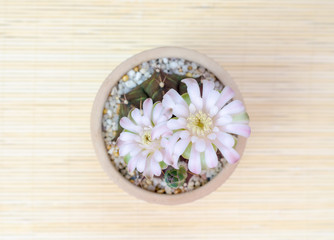 Fototapeta na wymiar flower gymnocalycium cactus in clay pot