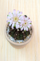 Obraz na płótnie Canvas flower gymnocalycium cactus in clay pot
