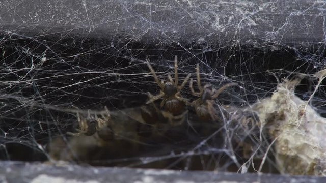 Without spiders