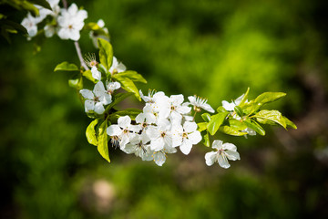 blooming tree branch