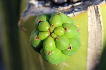 Young green bud sprouts of cactus
