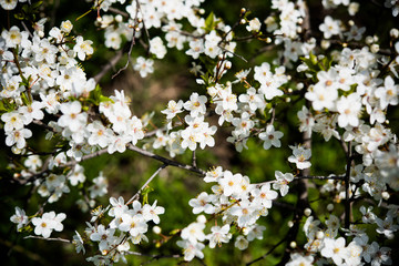 blooming tree branch