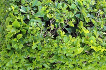 Green trimmed bush