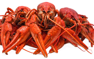 Fresh boiled crawfish closeup isolated on white background. heal