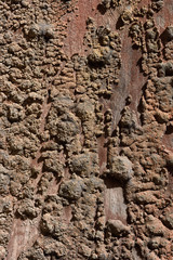 Texture of an old wood with paint