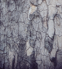 Texture of tree bark