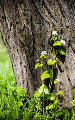 flower near the tree trunk