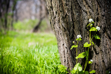 flower near the tree trunk