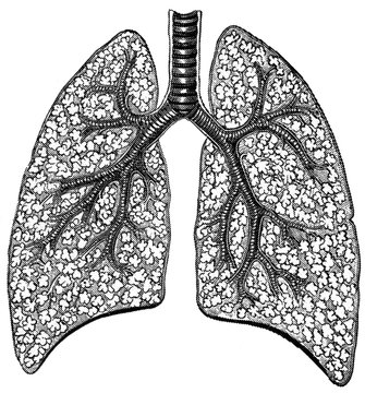 Vintage anatomic illustration human lungs