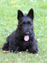 Typical Scottish Terrier on a green grass lawn