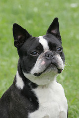 Typical Boston Terrier  on a green grass lawn