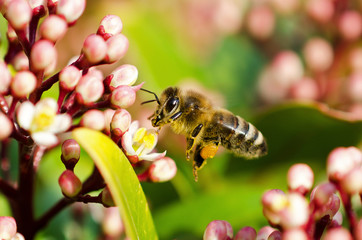 Fototapeta premium Biene (Apiformes)
