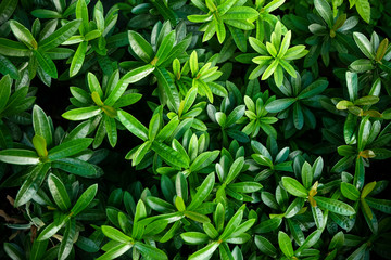 Fresh green leaves background of green nature.