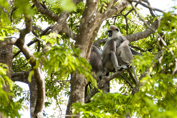 Monkey Sry lanka