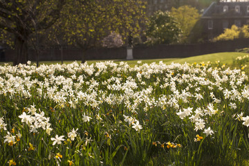 A Field of Daffodils. A field of daffodils glowing in the setting sun, grow wild in a formal garden.