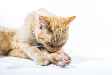 Orange Kitten Relaxed on a Bright Background
