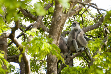 Monkey Sry lanka