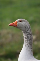 Gans