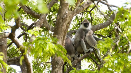 Monkey Sry lanka