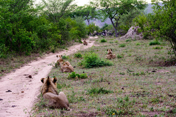 Lions lining up watching potential prey