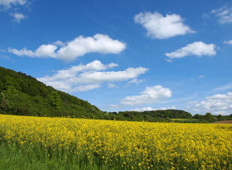 Obraz premium Blühendes Rapsfeld und blauer Wolkenhimmel