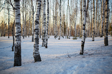 birch forest in winter