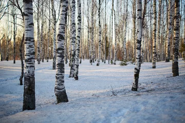 Foto op Plexiglas birch forest in winter © Nail