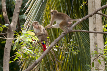 Monkey Sry lanka