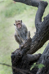 Monkey Sry lanka