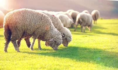 Abwaschbare Fototapete Schaf Herde von Schafen, die bei Sonnenuntergang auf einem Hügel weiden.