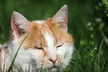 Katze