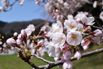 サクラ／満開の桜を撮影した、春イメージの写真です。
