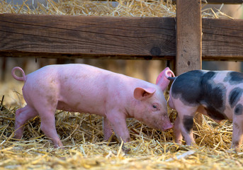 piglet at farm